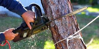 Reliable Paulding, OH Tree Care Solutions