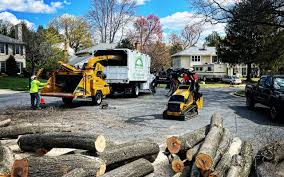 Best Hazardous Tree Removal  in Paulding, OH