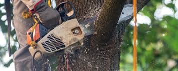 Best Mulching Services  in Paulding, OH