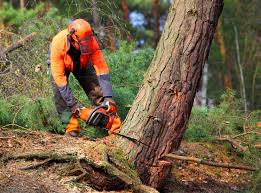 Best Utility Line Clearance  in Paulding, OH