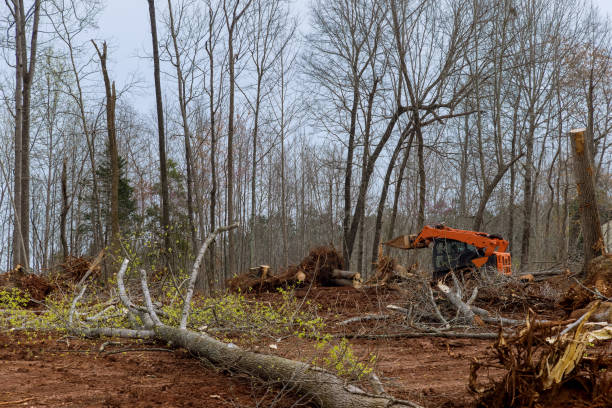 Best Tree Health Inspection  in Paulding, OH