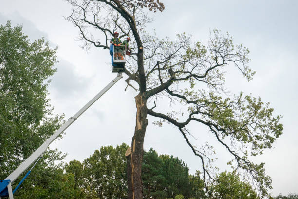 Seasonal Cleanup (Spring/Fall) in Paulding, OH