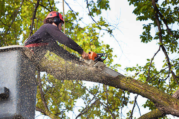 Best Commercial Tree Services  in Paulding, OH