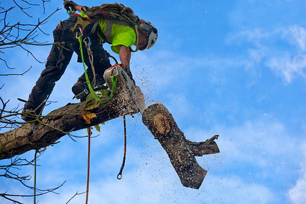 Best Aeration Services  in Paulding, OH